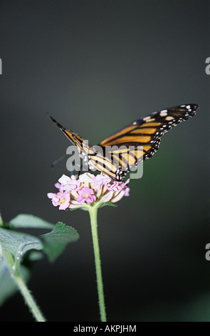 Monarch-Schmetterling auf Blume Stockfoto