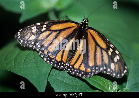 Monarch-Schmetterling Stockfoto