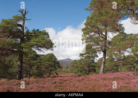 Schottische lila Heidemoore und kaledonische Kiefern im Mar Lodge Estate, Braemar Cairngorms National Park Scotland UK Stockfoto