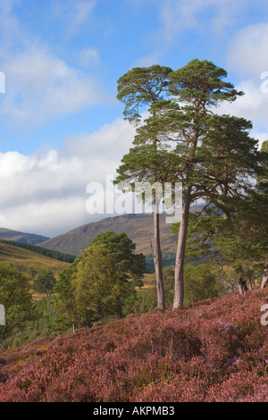 Schottische lila Heidemoore und kaledonische Kiefern im Mar Lodge Estate, Braemar Cairngorms National Park Scotland UK Stockfoto