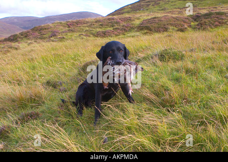 Labrador Holding Moorhuhn nach dem pflücken Vogel, Schottland, UK Stockfoto