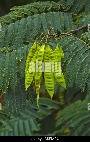 Persische Silktree oder Mimosa Baum Albizia Julibrissin Blätter und Samenkapsel Stockfoto