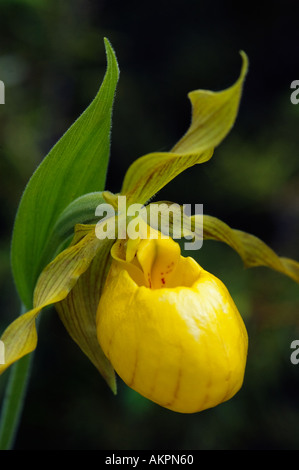 Lady s Slipper Cypripedium Pubescens Door County Wisconsin gelb Stockfoto