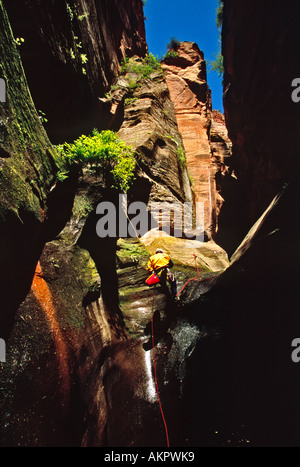 Dave Madera Abseilen in Haufen Canyon, Zion Nationalpark, Utah, USA Stockfoto