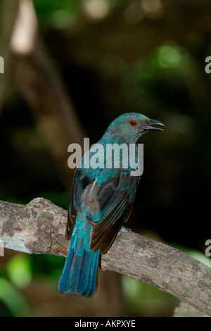 Weibliche asiatische Märchen Bluebird Stockfoto