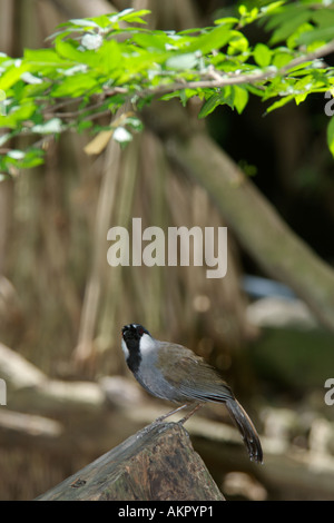 Black-Throated Laughingthrush Stockfoto