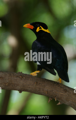 Hill Myna Gracula religiosa Stockfoto