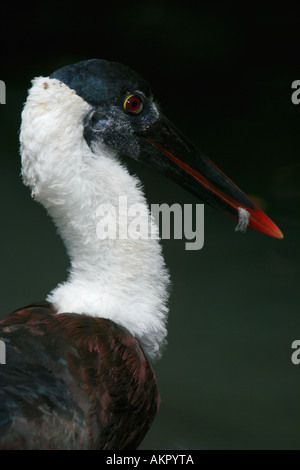 Wollige Necked Storch Ciconia episcopus Stockfoto