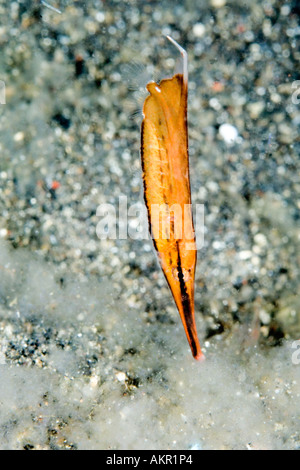 Juvenile starre Shrimpfish Centriscus Scutatus an Lembeh Straße Indonesien Stockfoto