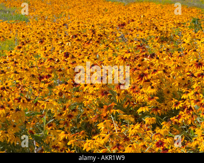 Wildblumen und Gänseblümchen auf einer Wiese hohem Gras Stockfoto