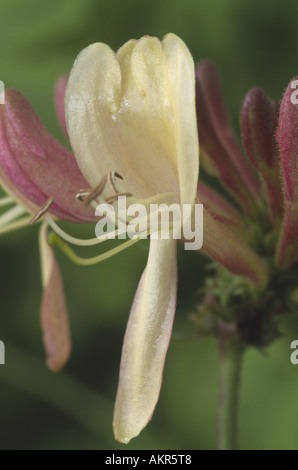 Lonicera Periclymenum 'Belgica' frühen niederländischen Geißblatt. Stockfoto