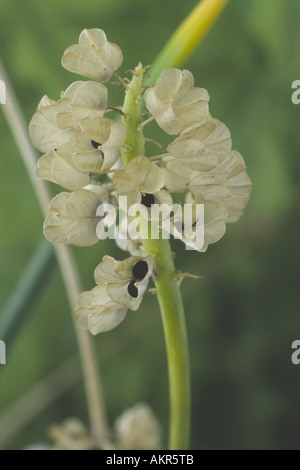 Muscari Aucheri "Mount Hood" Saatgut Kopf. Grape Hyacinth. Stockfoto