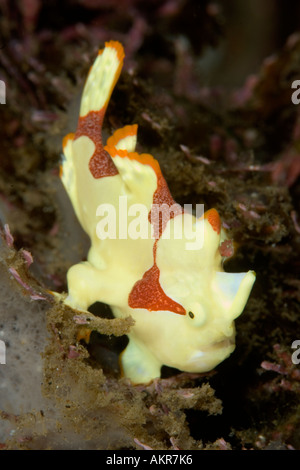 Clown Anglerfisch Antennarius Maculatus in Lembeh Straße Indonesien Stockfoto