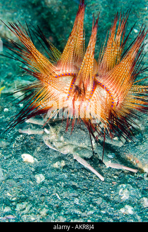 Dorippe Frascone Krabbe mit ein Seeigel als Schutz in Lembeh Suluwesi Indonesien Stockfoto