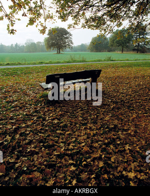 Freistehende Bank in Einer Parklandschaft, Wiese Bedeckt Mit Herbstlaub, Ascheberg, Münsterland, Nordrhein-Westfalen Stockfoto