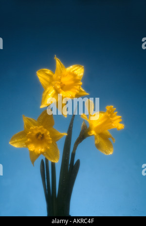 drei Narzissen in soft-Fokus auf blau Stockfoto