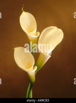 Calla Lilly Calla Lillies Artistin Blumen Stockfoto