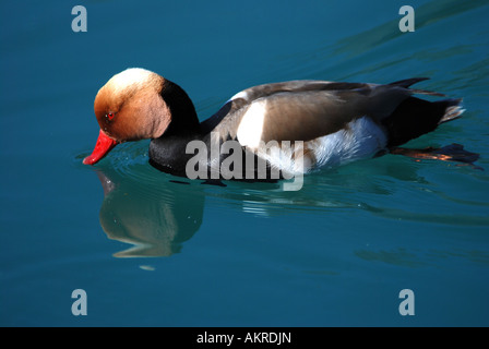 Rot crested Tafelenten, Netta Ruifna, Thunersee Schweiz Stockfoto