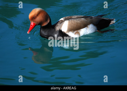 Rot crested Tafelenten, Netta Ruifna, Thunersee Schweiz Stockfoto