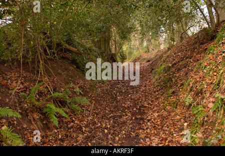 Feldweg mit hoher Banken jeder Seite im Forest of Dean Gloucestershire England UK Stockfoto