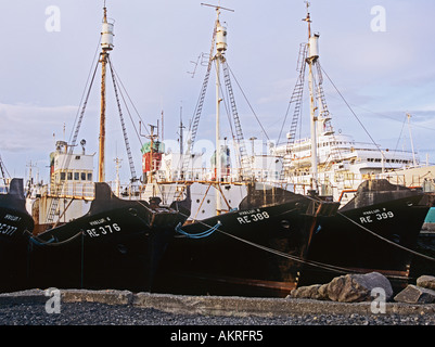 REYKJAVIK Island Europa Juli Angelboote/Fischerboote festgemacht in den alten Hafen Hofn Angeln ist der wichtigste Wirtschaftszweig des Landes Stockfoto