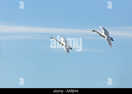 Trumpeter Schwäne (Cygnus Buccinator) fliegen, Johnson DeBay Swan Reserve, Mount Vernon, Skagit Valley, Washington, USA Stockfoto