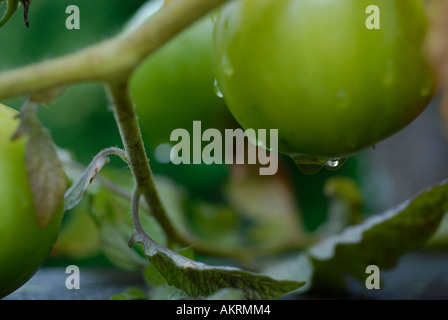 Stock Bild von grünen Tomaten Reifen an den Rebstöcken mit Regen fällt auf Sie Stockfoto