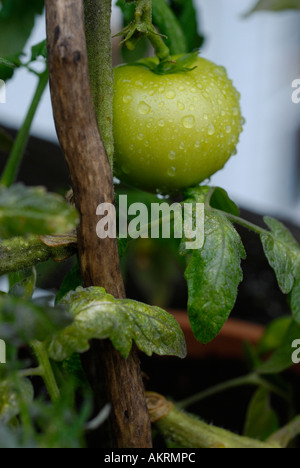 Stock Bild von grünen Tomaten Reifen an den Rebstöcken mit Regen fällt auf Sie Stockfoto