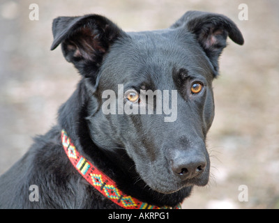 Porträt-schwarz Hybrid-Hund Labrador Border Collie Mix sucht traurig Stockfoto