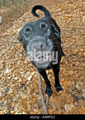 Fang von einem schwarzen Hybrid-Hund Labrador Border Collie Mix im Herbst im Wald Stockfoto