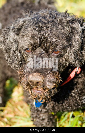 Porträt von einem Hybrid Hund schwarze Pudel mix Stockfoto