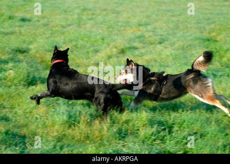 zwei Hybrid Hunde laufen zusammen auf einer Wiese schwarze Labrador Border Collie Mix und Husky mix Stockfoto