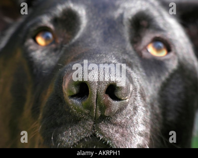 Fang von einem schwarzen Hybrid-Hund Labrador Border Collie Mix sucht traurig Stockfoto