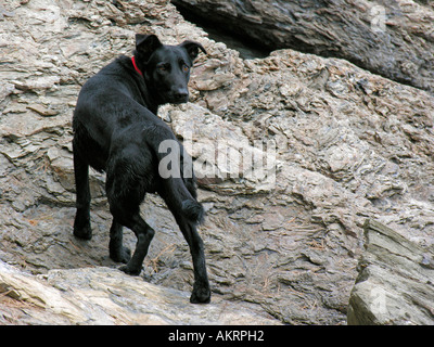 schwarzen Hybrid Hund Labrador Border Collie Mix Klettern auf Felsen Stockfoto