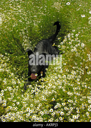 schwarzen Hybrid-Hund Labrador Border Collie Mix auf einer Wiese mit blühenden Kamille Stockfoto