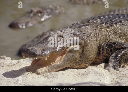 Porträt von mehreren amerikanischen Alligatoren liegen auf einer warmen Bank in den Everglades Stockfoto