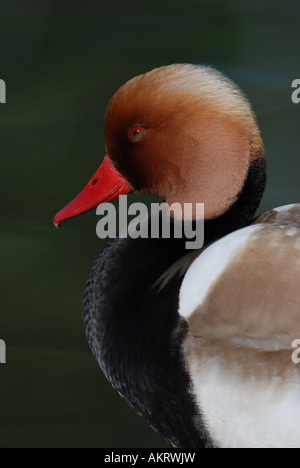 Rot crested Tafelenten, Netta Ruifna, Thunersee Schweiz Stockfoto