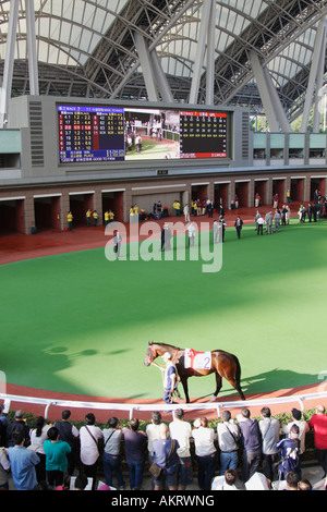 Pferde werden im Fahrerlager vor dem Rennen in Shatin Racecourse vorgeführt Stockfoto