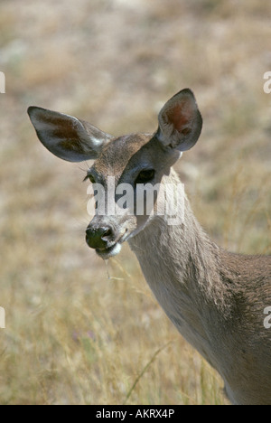 Porträt eines weißen angebundene Rotwild in den Everglades Stockfoto