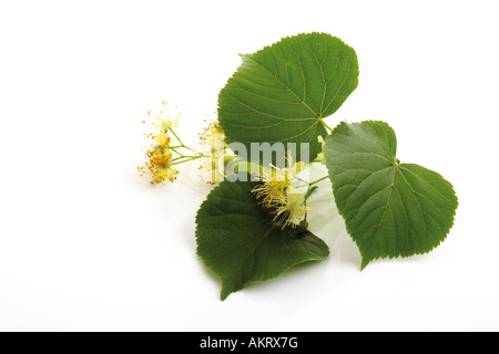 Lindenblüten und Blätter, close-up Stockfoto