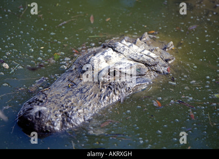 Porträt von einem amerikanischen Alligator Stockfoto