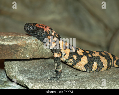 Porträt einer Gila Monster Heloderma Suspectum eine Art der giftigen Eidechse Stockfoto