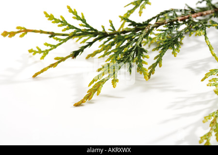 Zweig der Leyland Zypresse (Cupressus Leylandii), Nahaufnahme Stockfoto