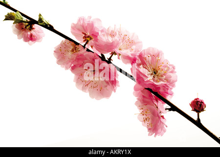 Blüten der Mandelbaum (Prunus Triloba), Nahaufnahme Stockfoto