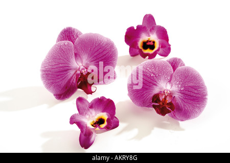 Vier Orchidee Blüten (Orchidaceae), Nahaufnahme Stockfoto