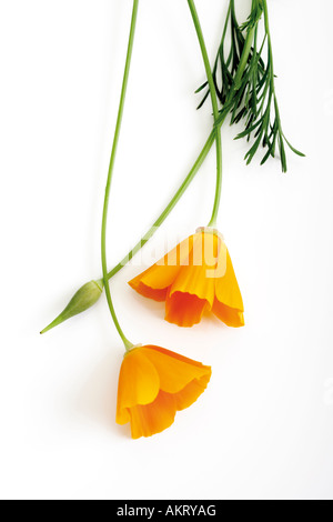 Mohn-Blumen, Papaver Nudicaule, Nahaufnahme Stockfoto