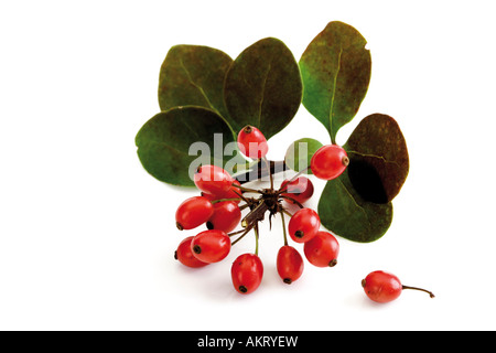 Berberitzen (Berberis Vulgaris), Nahaufnahme Stockfoto