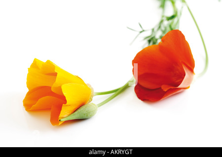 Mohn-Blumen, Papaver Nudicaule, Nahaufnahme Stockfoto