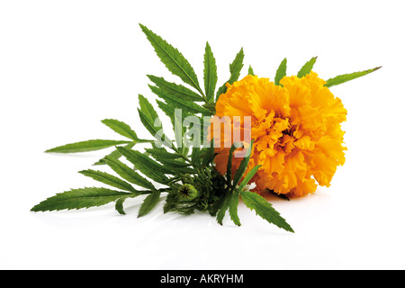 Tagetes, Nahaufnahme Stockfoto