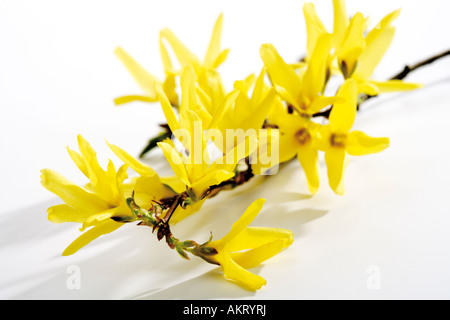 Forsythien, close-up Stockfoto